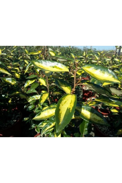 Елеагнус Еббінга Лаймлайт 